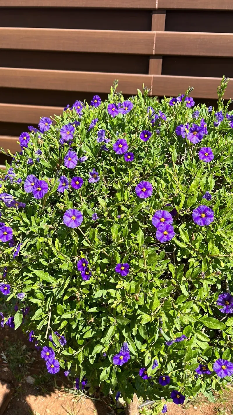 Descubre el Significado y la Belleza del Solano de Flor Azul