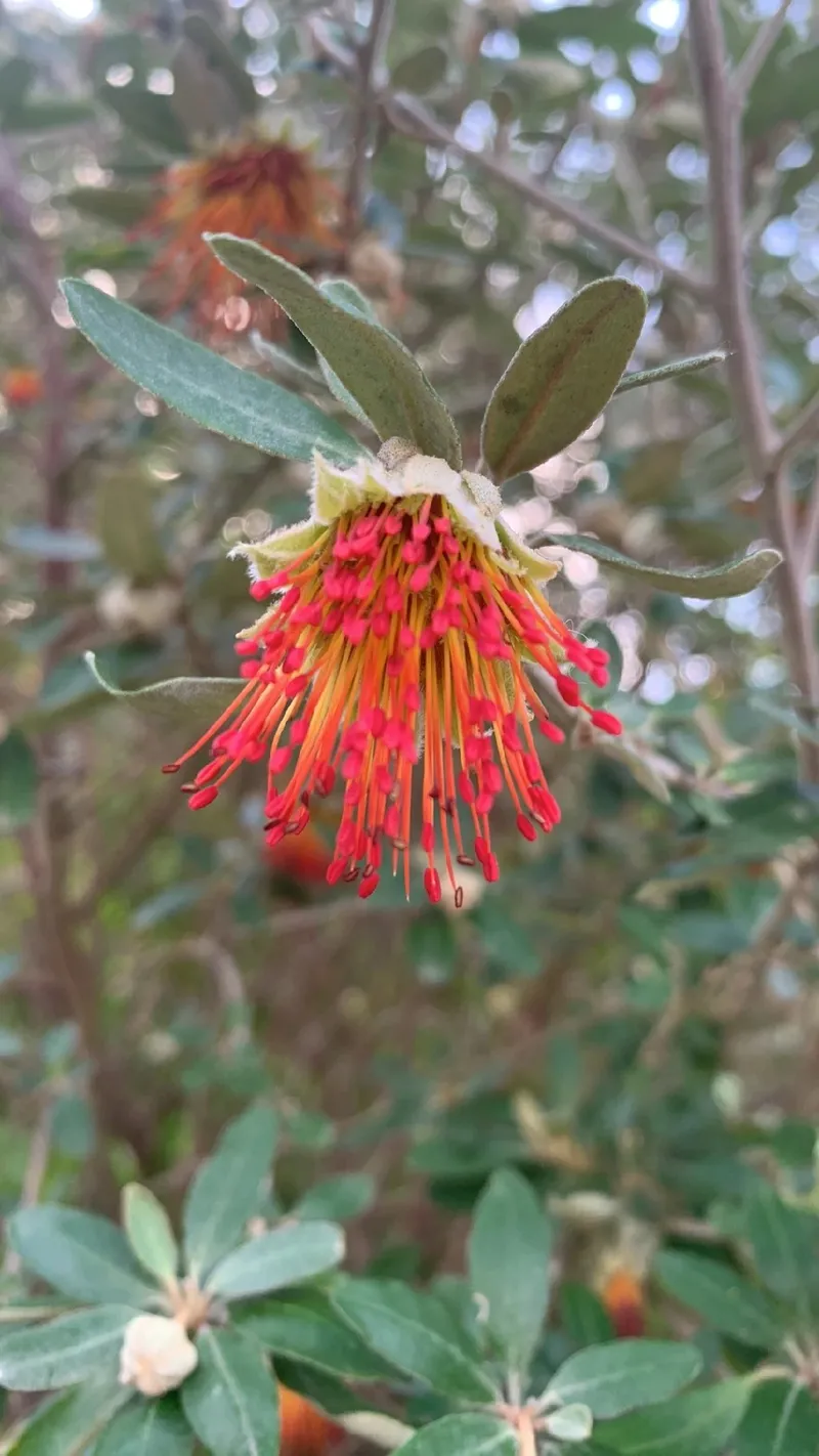 【現品】コーストバンクシア　Banksia integrifolia　８号　B番 現品】コーストバンクシア Banksia integrifolia 8号 B番 楽天市場