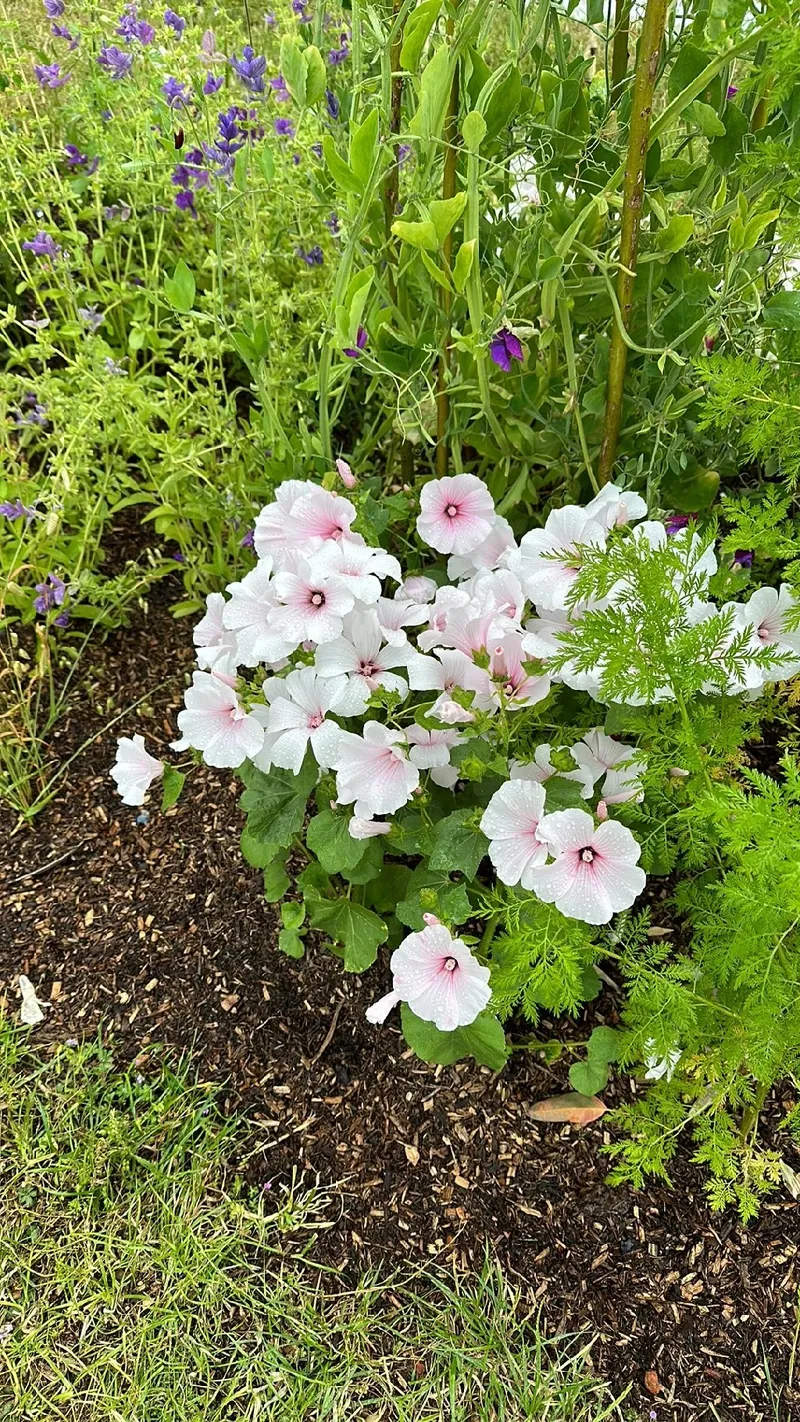 De Betekenis en Taal van de Grootbloemige Lavatera, image size:800x1422