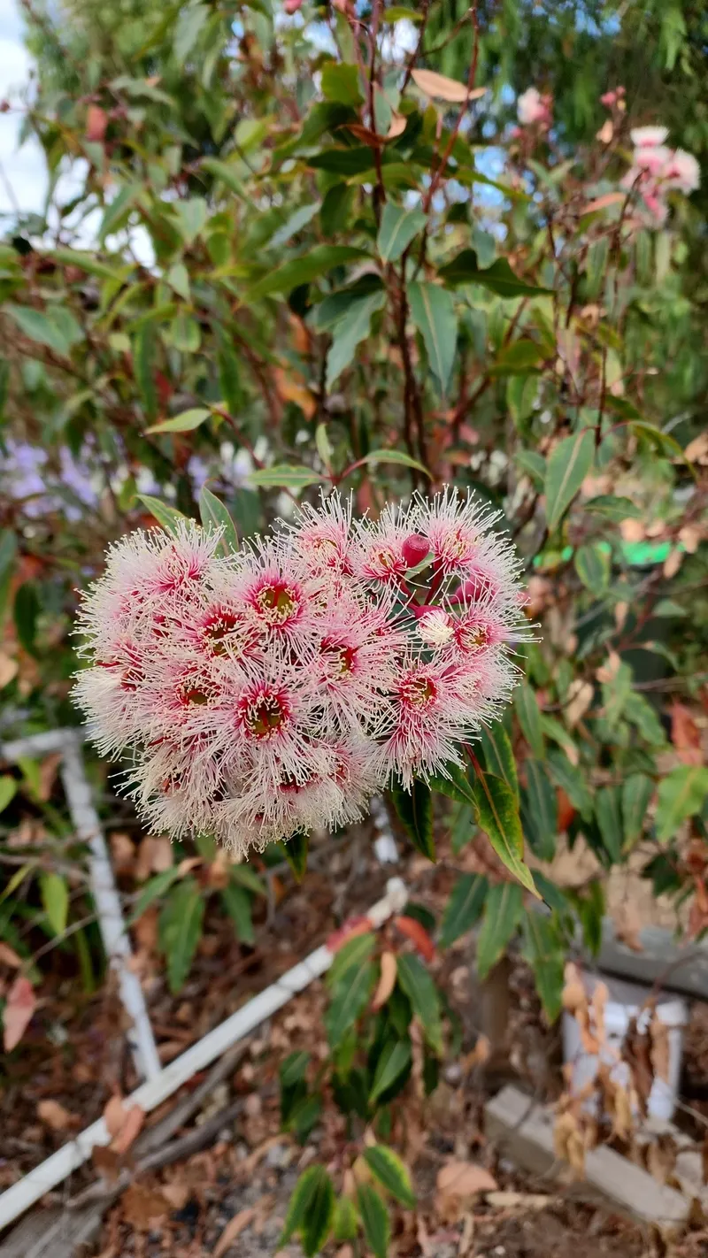 Il Significato E La Bellezza Dell'Eucalipto A Fiori Rossi - Foto 10