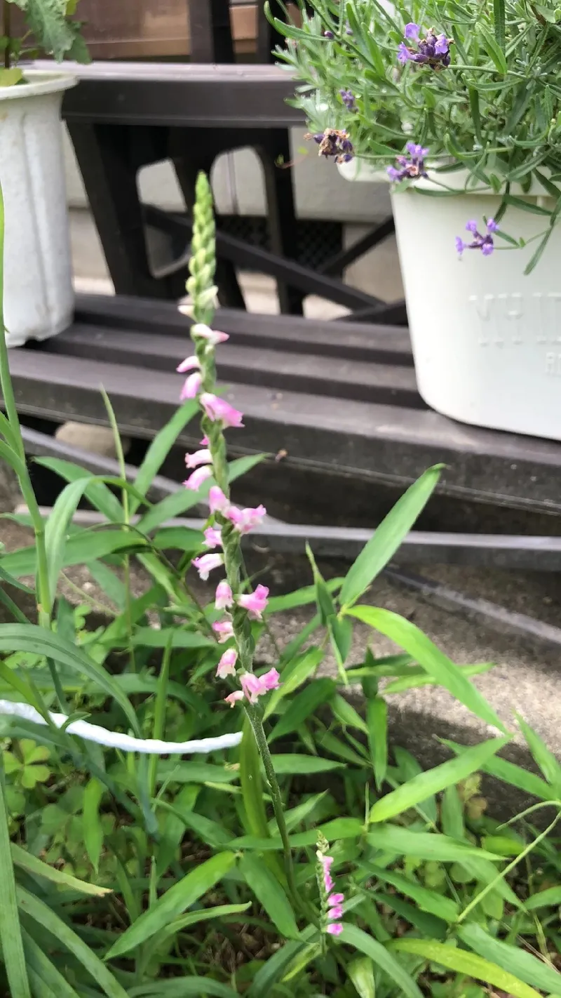 ネジバナ 花 言葉