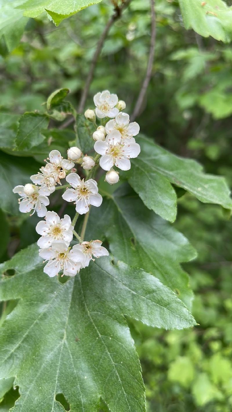 The Language and Meaning of the Wild Service Tree: A Deep Dive