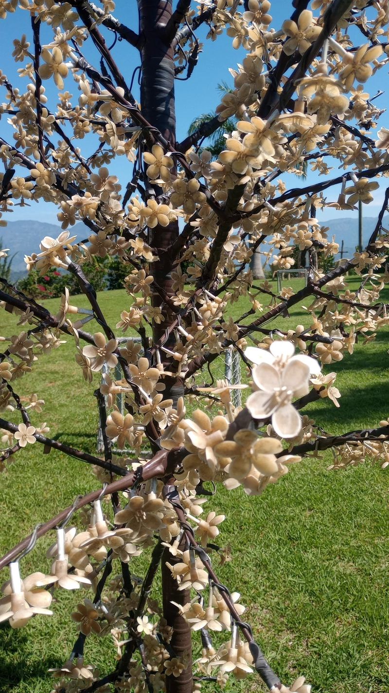 Weier Kapokbaum: Bedeutung und Symbolik dieser faszinierenden Blume