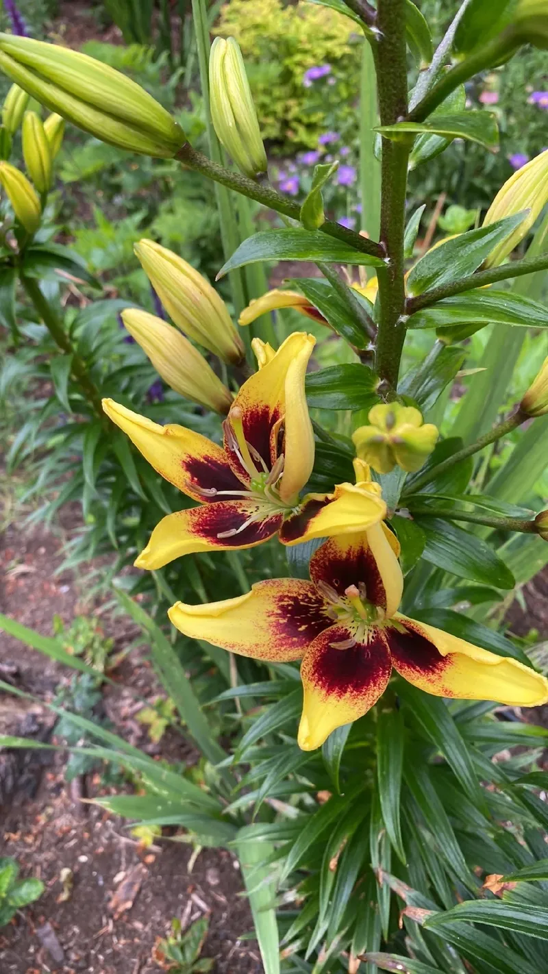 Discover the Symbolism and Beauty of the Chocolate Lily Flower