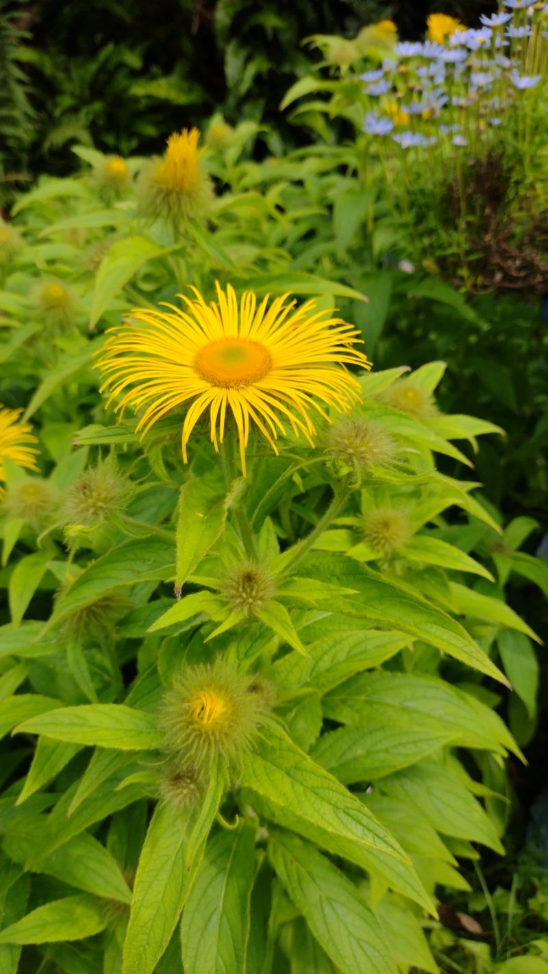 Understanding Hooker's Inula: Symbolism, History, and Uses