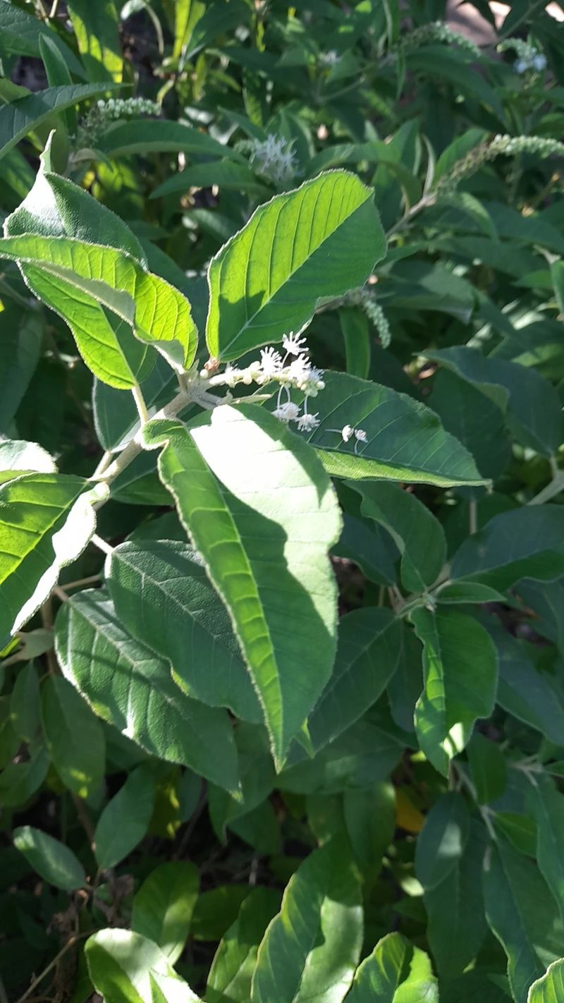 Discover the Language and Meaning of Natal Mahogany Flowers