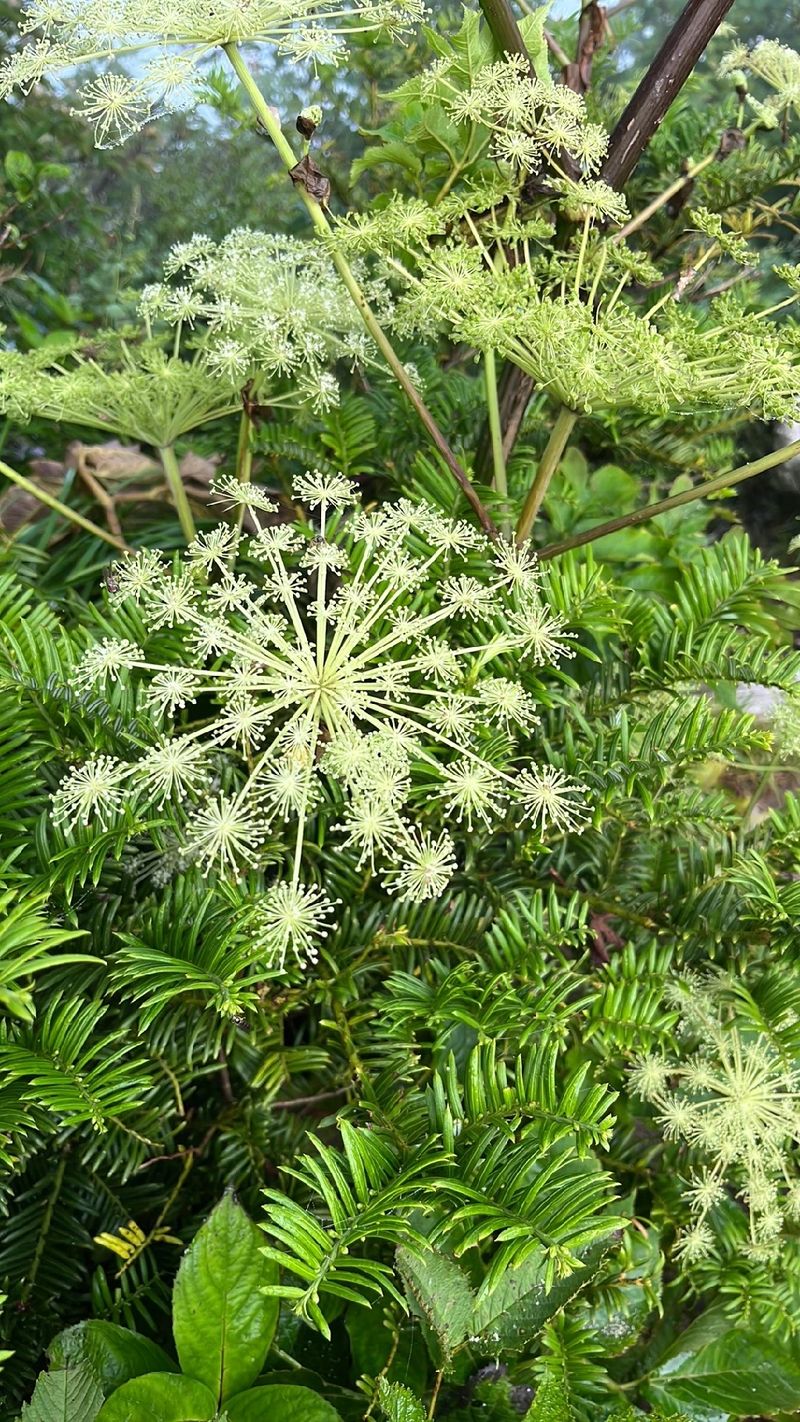 Understanding the Language and Meaning of Chinese Angelica Flowers