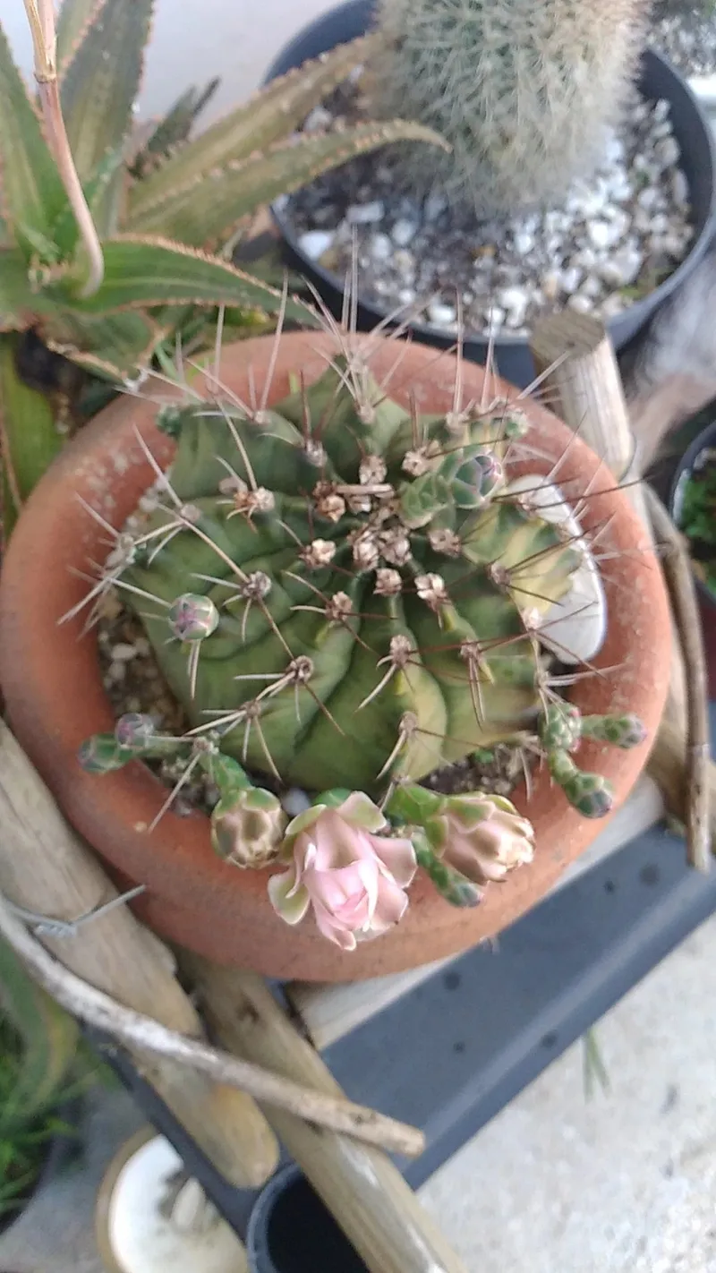 El Encanto y Significado del Cactus Flor: Un Viaje a Travs de la Historia  y la Cultura