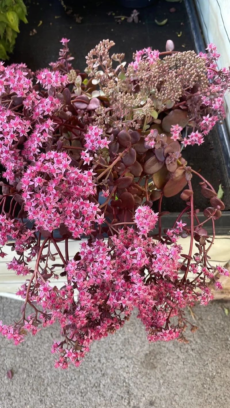 セダム・ドラゴンズブラッドの花言葉とその奥深い意味