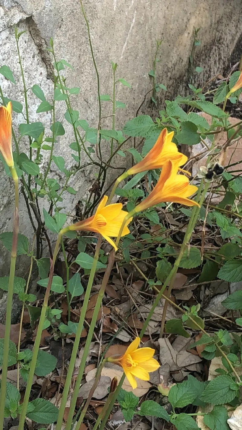 ハブランサス・ツビスパツスの花言葉と魅力：その歴史と用途について