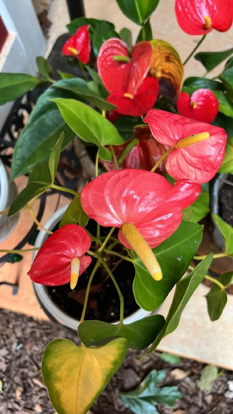 Il Significato e la Bellezza del Fiore Anturio: Simbolo di Eleganza e  Fascino