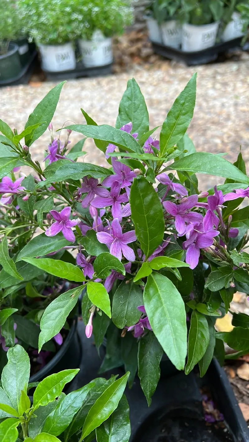 バルレリア・クリスタータの花言葉と文化的な意味を探る