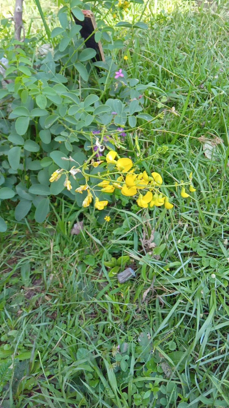 Bladder Flower Unveiling the Enchantment of Bladder-senna: Language and Meaning of Flowers