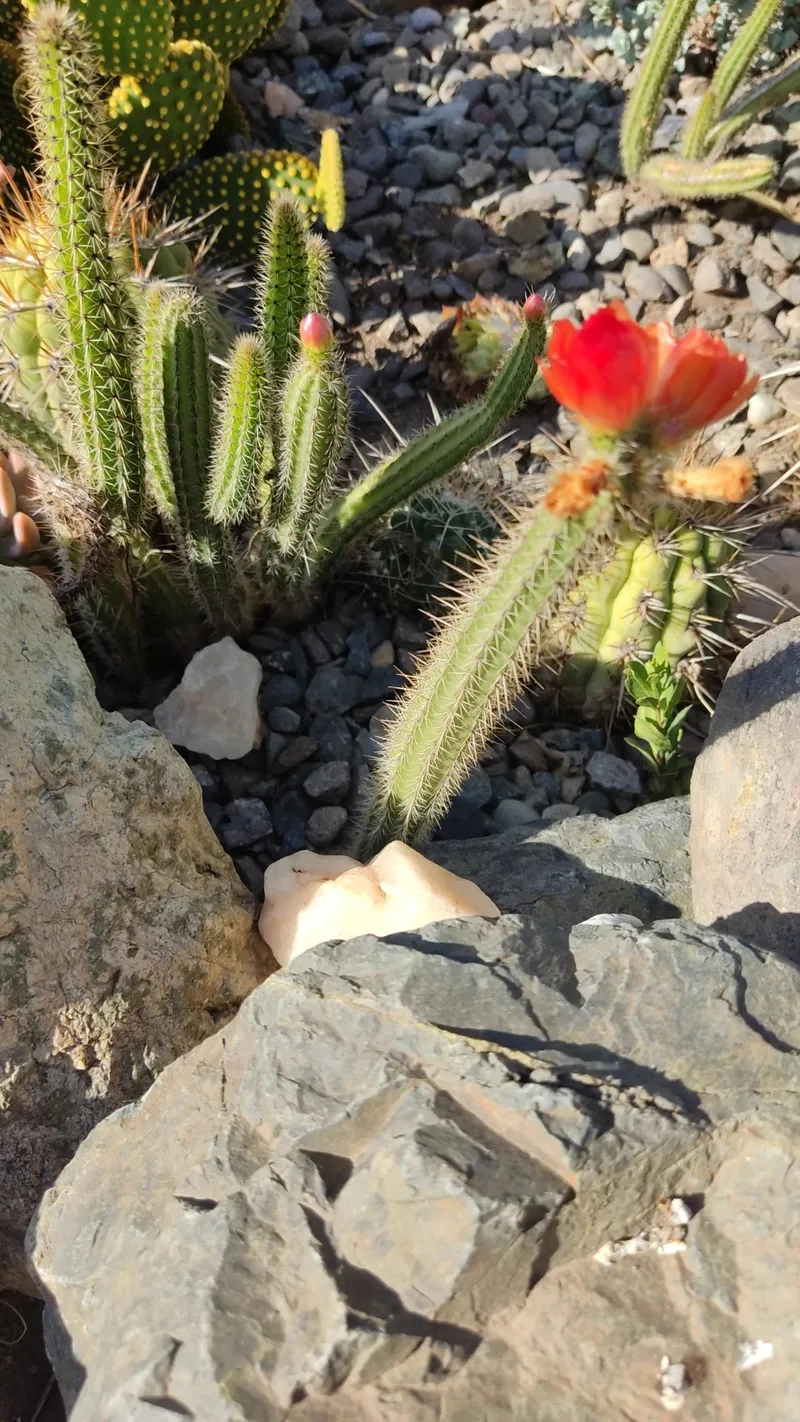 Exploring the Meaning and Symbolism of the Peanut Cactus Flower