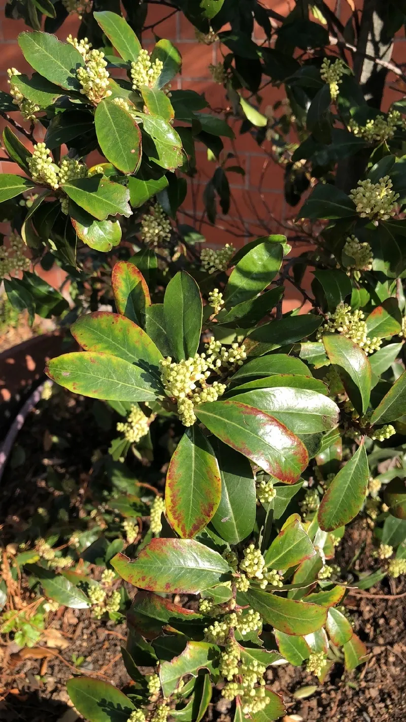 Unraveling the Mysteries of Carolina Cherry Laurel: Symbolism and Uses
