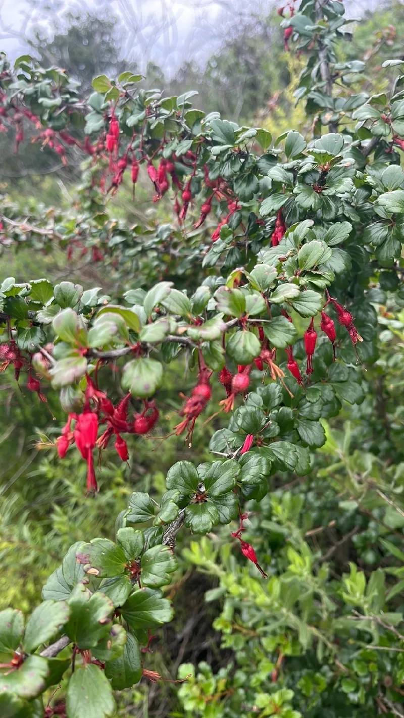 Design Poster | OHANA | German Definition Dictionary | Digital Print |  Typography | Framed Print | Duden Phonetic Transcription | Family Friends -  Etsy, image size:800x1422