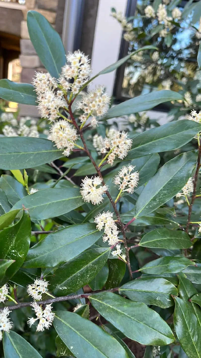 Unraveling the Mysteries of Carolina Cherry Laurel: Symbolism and Uses