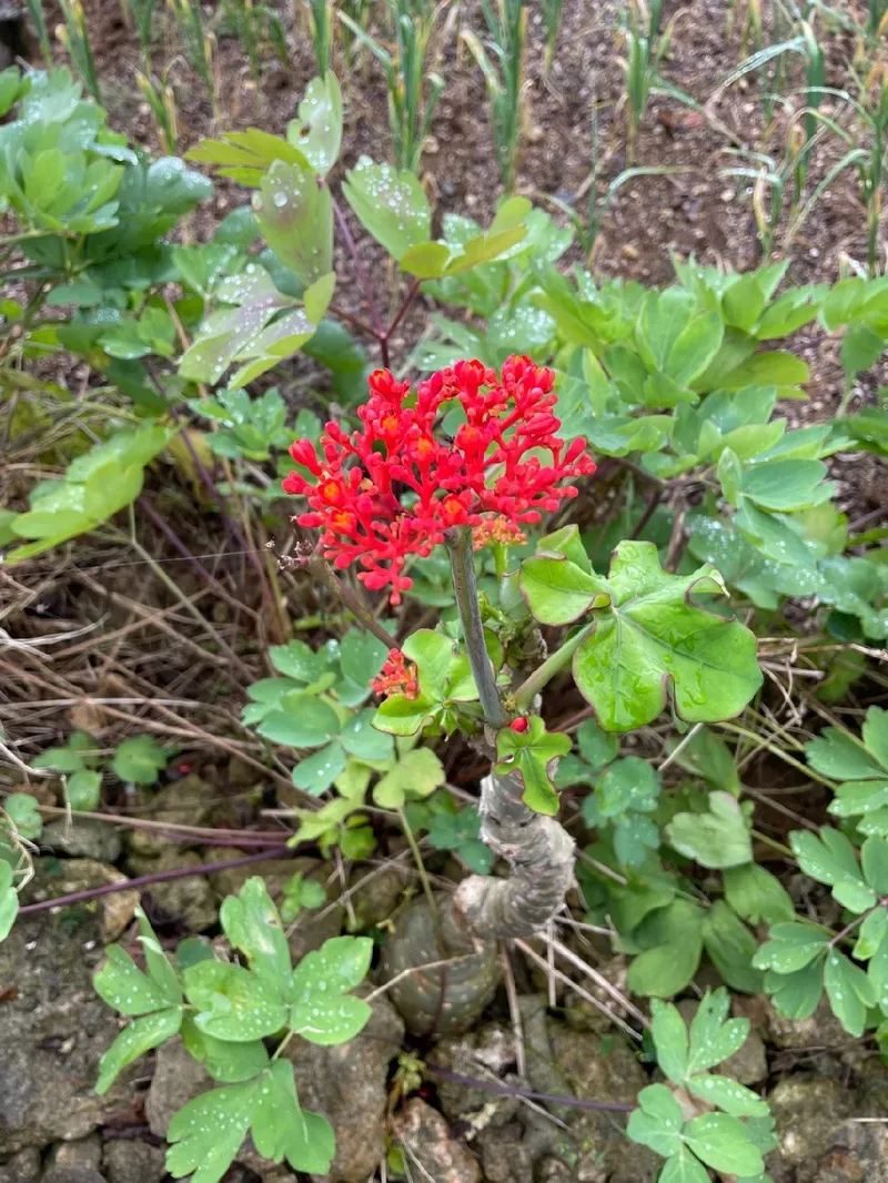 珊瑚　花？ 3040_jatropha-podagrica_large-