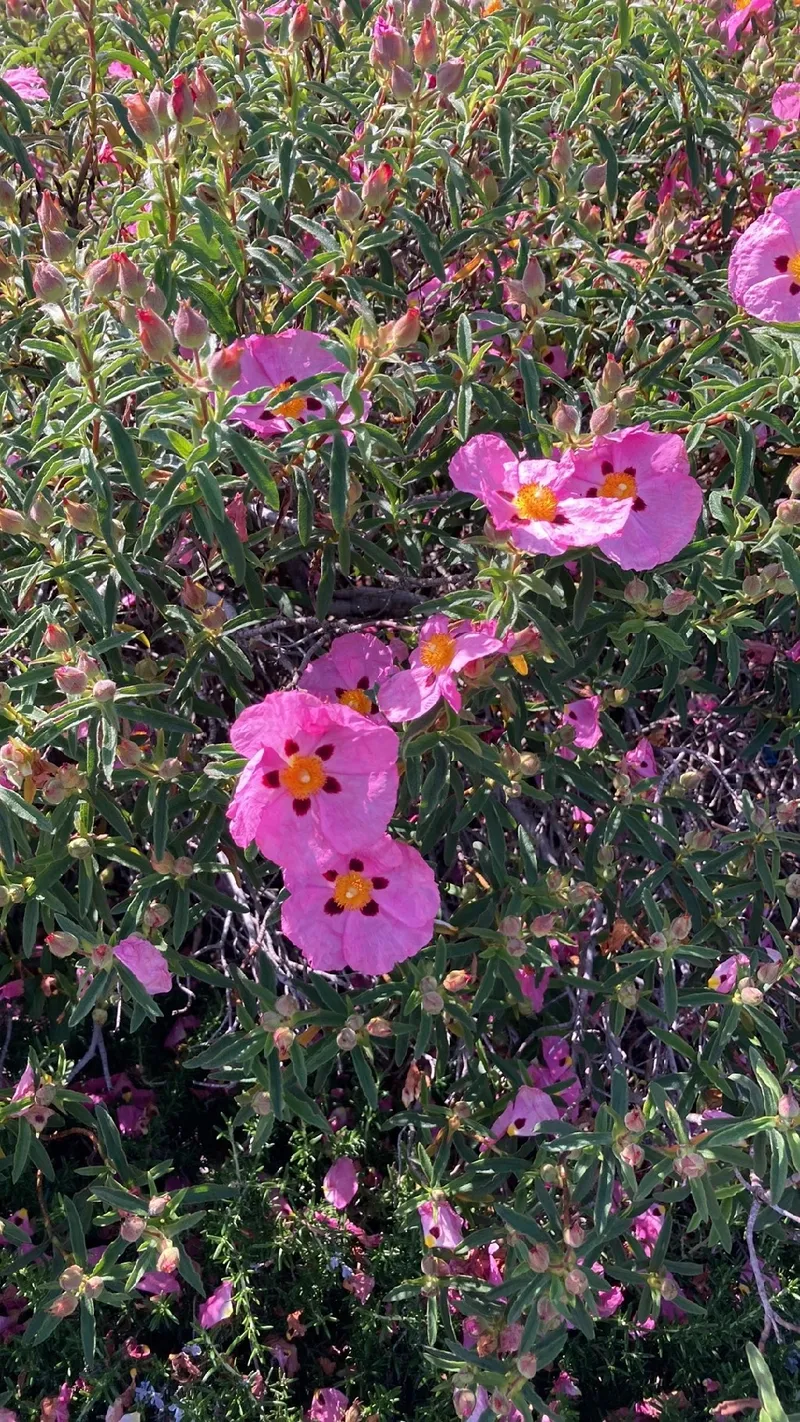 綺麗、綺麗、綺麗❤️❤️❤️。 「ハンサム」という言葉は彼の美しさを隠さない、彼はそれ以上です 🫠。  私の心の中でジ・チャンウクは私が知っている最も美しい男です😍❤️ 投稿しました @withregram • @jimizujd_megu  ジ・チャン・ウク RADO台北イベント 240829 ..., image size:800x1422