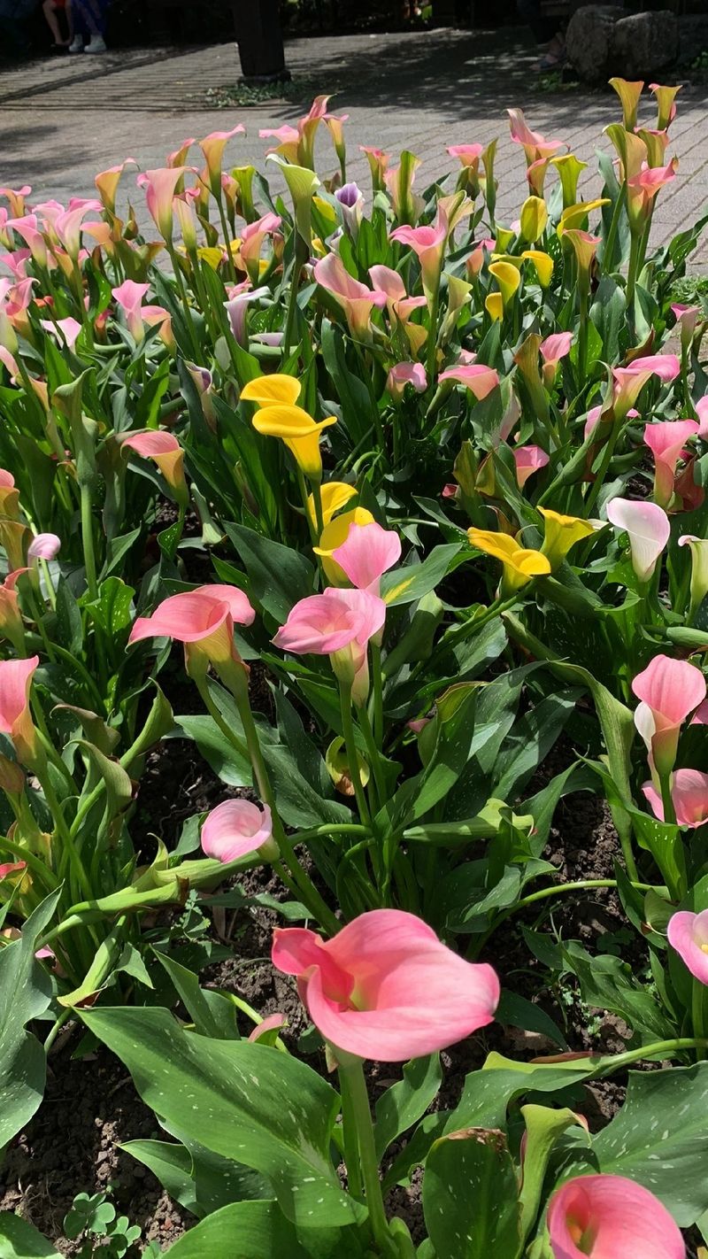 Discover the Allure and Symbolism of the Elegant Pink Calla Lily