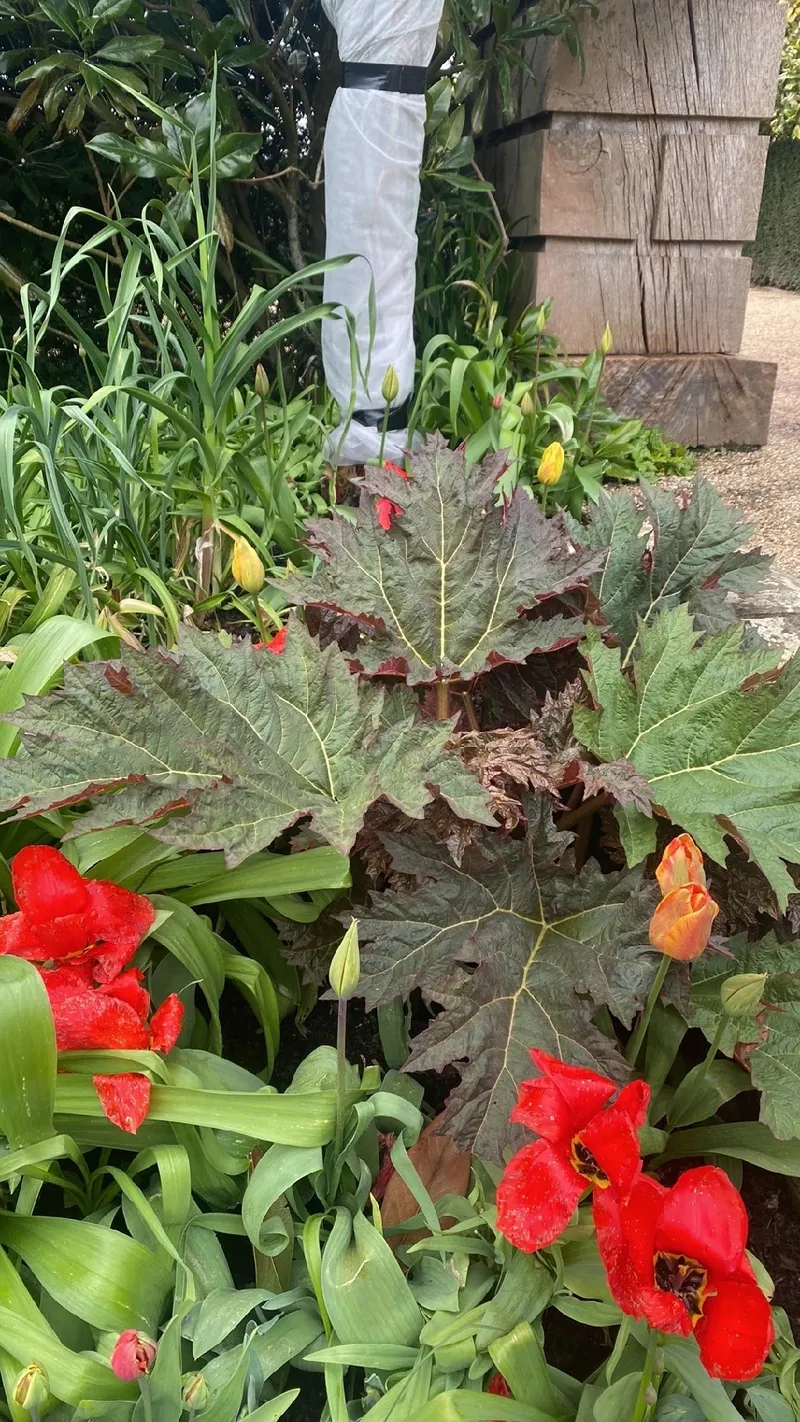 El Lenguaje y Significado del Ruibarbo de China: Historia y Simbolismo, image size:800x1422