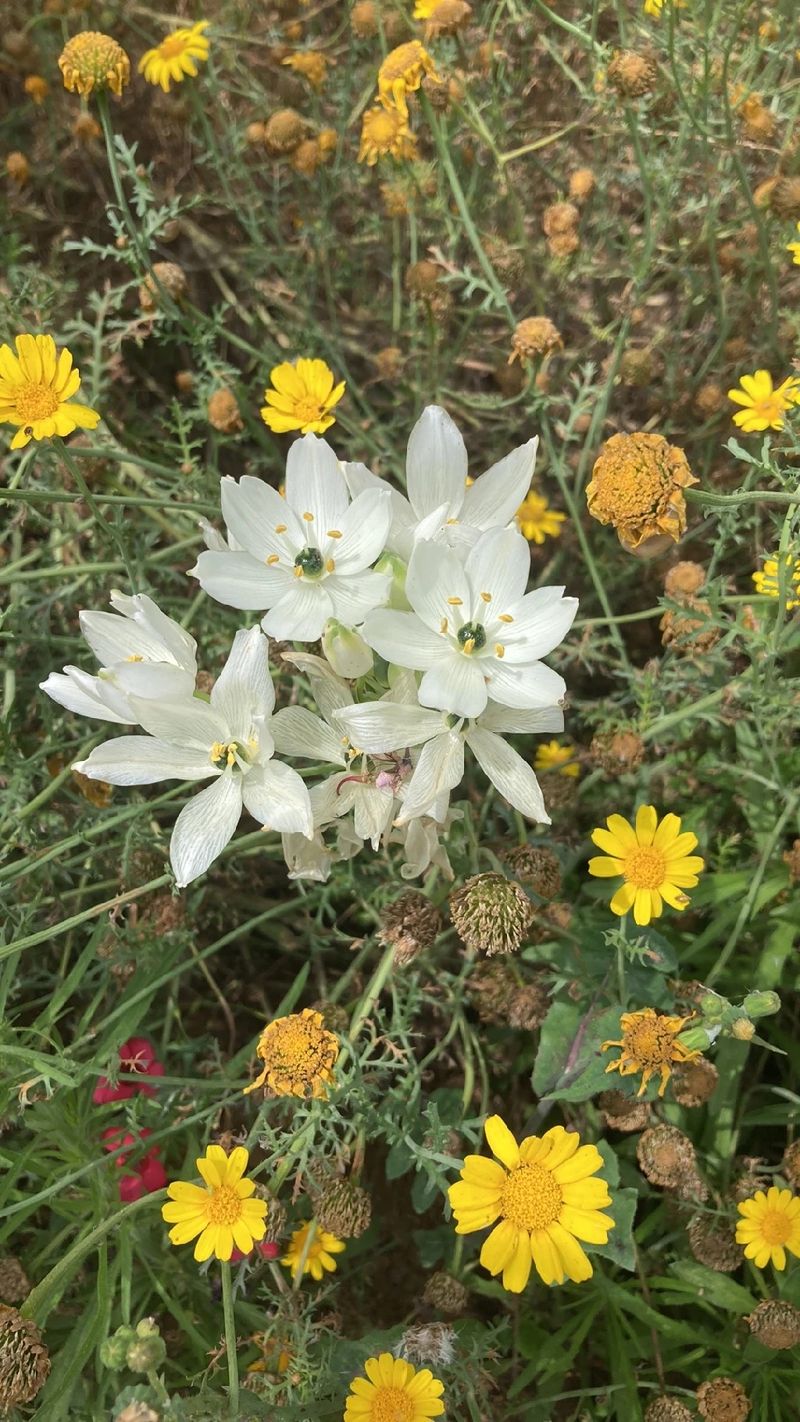 The Fascinating Language and Meaning of Chinkerinchee Flowers