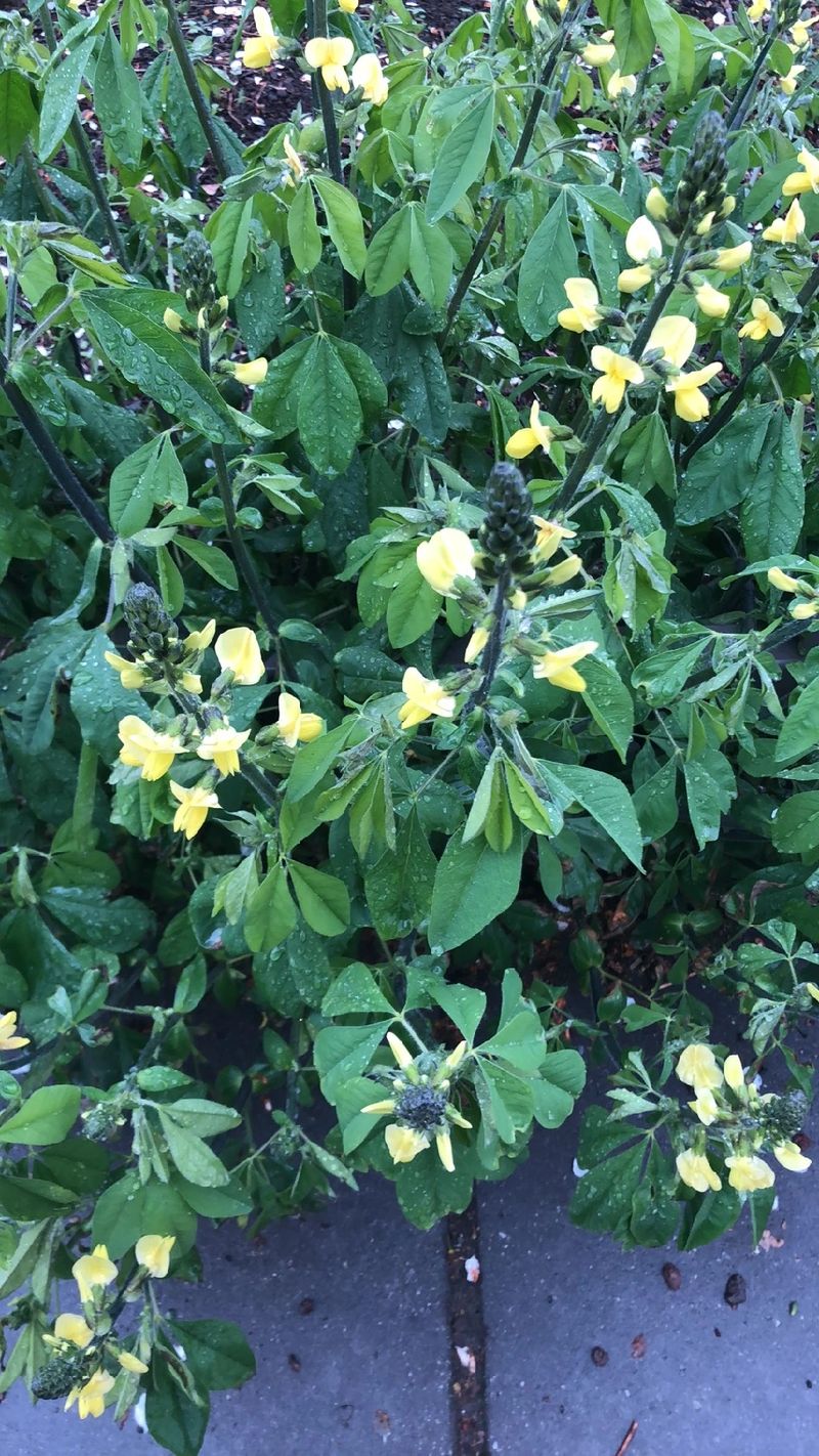 クソエンドウの花言葉と文化的な意味: この美しい花の魅力を探る