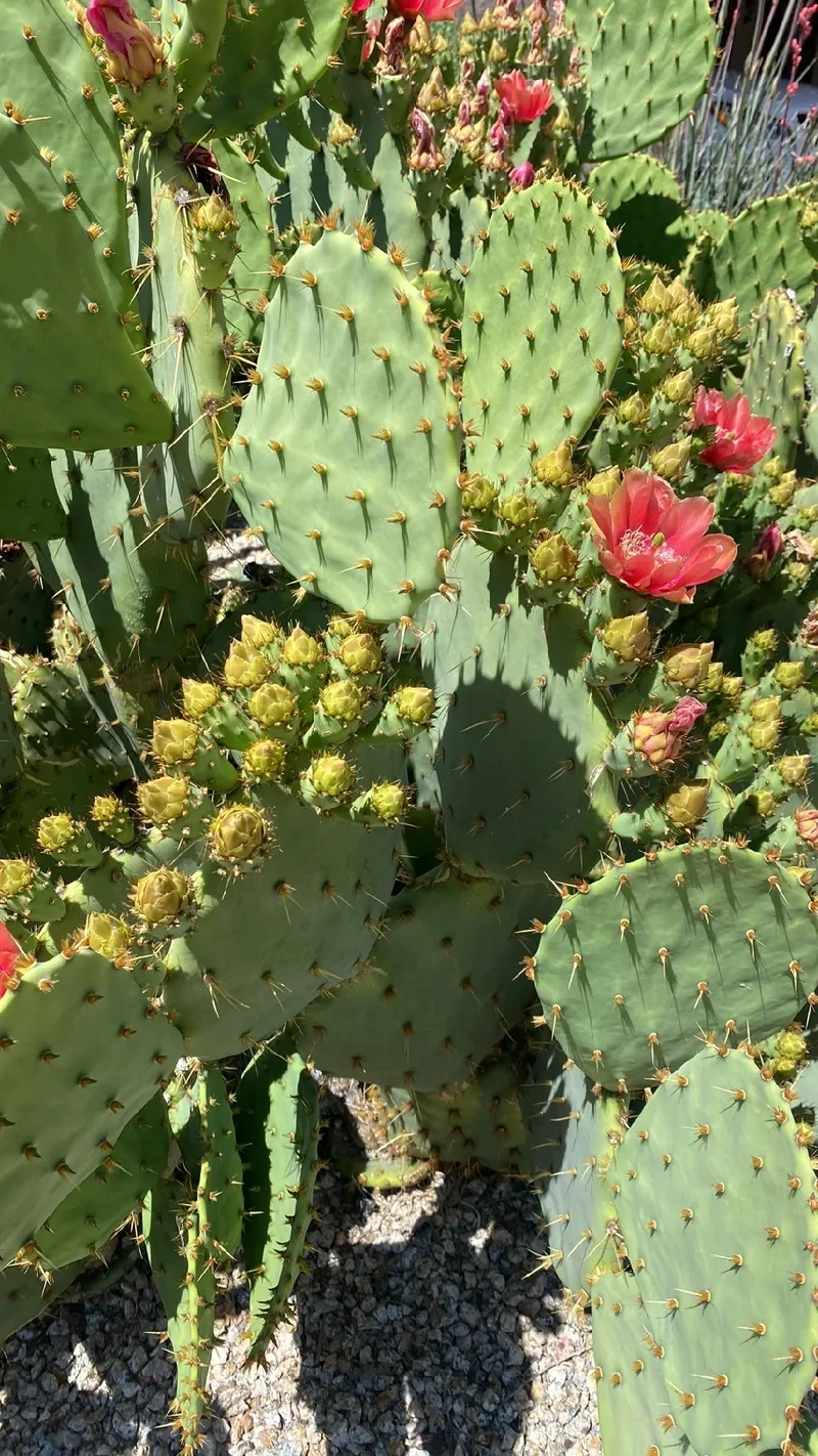efeutute panaschierung Epipremnum pinnatum 