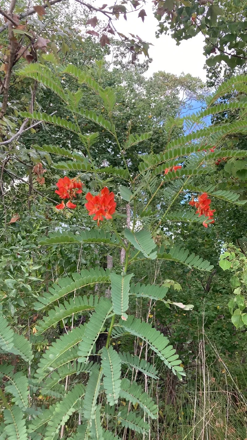 Acácia-de-flor-vermelha: Simbolismo e Significado Cultural das Flores, image size:800x1422