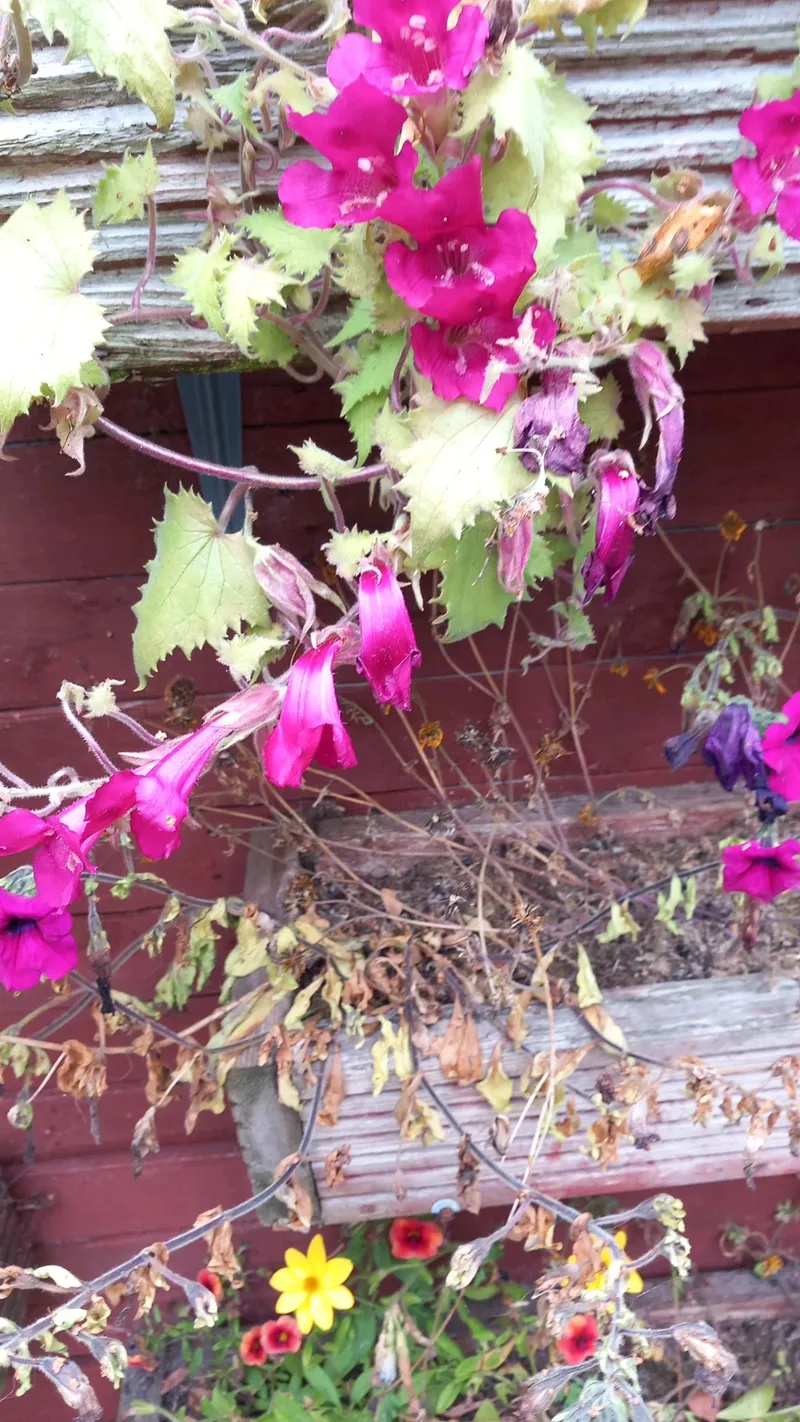 押し花祝電☆4月誕生花【桜 ソメイヨシノ(横) 】花言葉：心の美しさ【白寿 お祝い 百歳 90歳 卒寿 祖母 プレゼント 90代 100歳 百寿  ギフト プリザーブドフラワー】 | 庄村昌子の押し花ギフトショップ, image size:800x1422