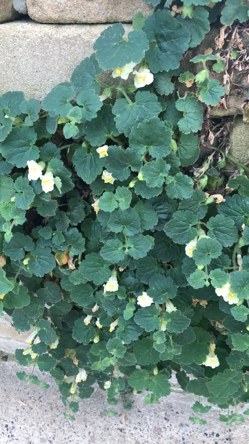 kirschlorbeer mit hornspäne düngen Kirschlorbeer Dünger von Flora Boost