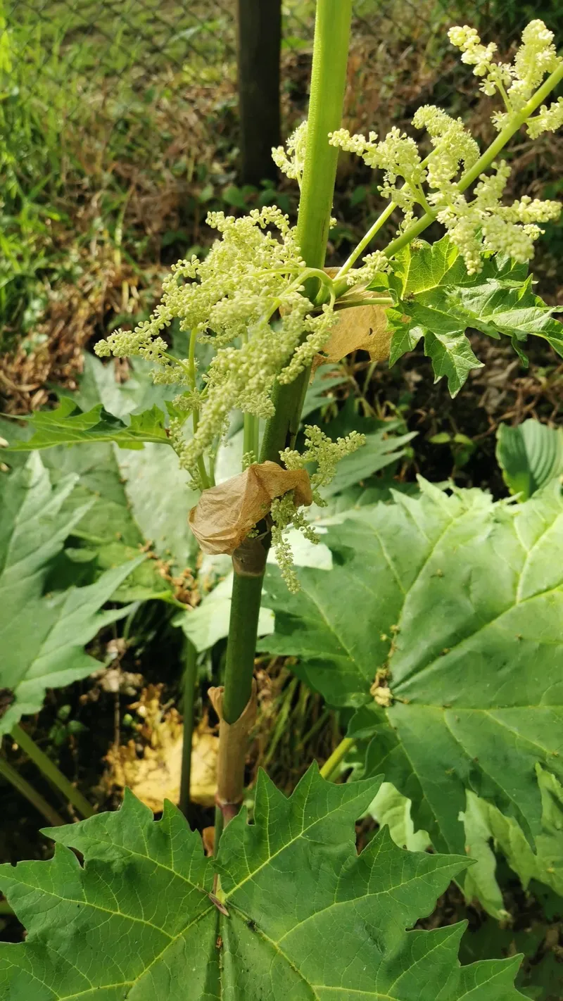 El Lenguaje y Significado del Ruibarbo de China: Historia y Simbolismo, image size:800x1422
