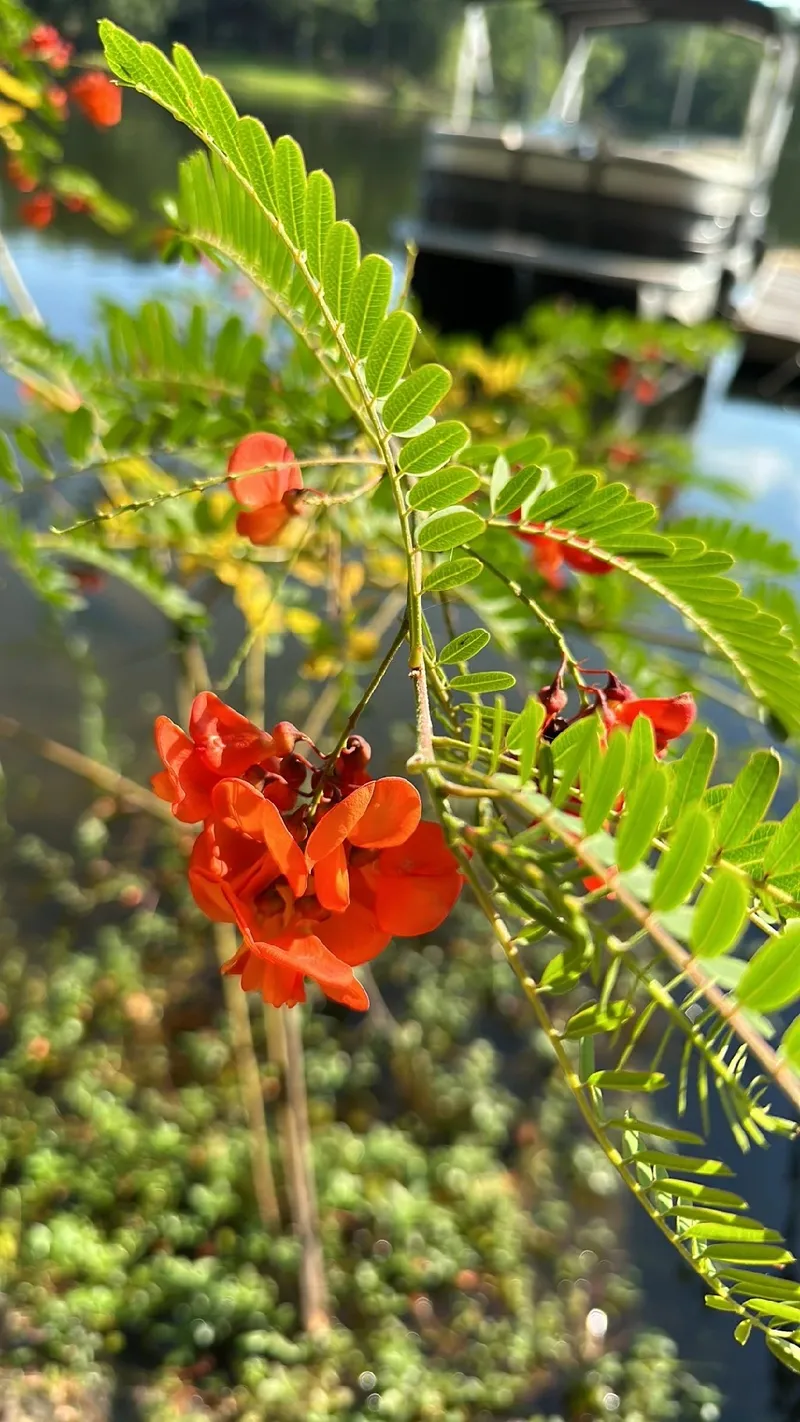 Acácia-de-flor-vermelha: Simbolismo e Significado Cultural das Flores, image size:800x1422
