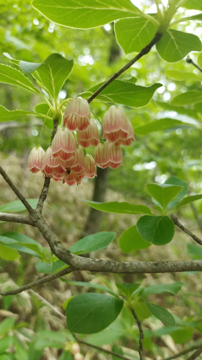 優雅で美しいサラサドウダン（更紗灯台）の花言葉と文化的意義