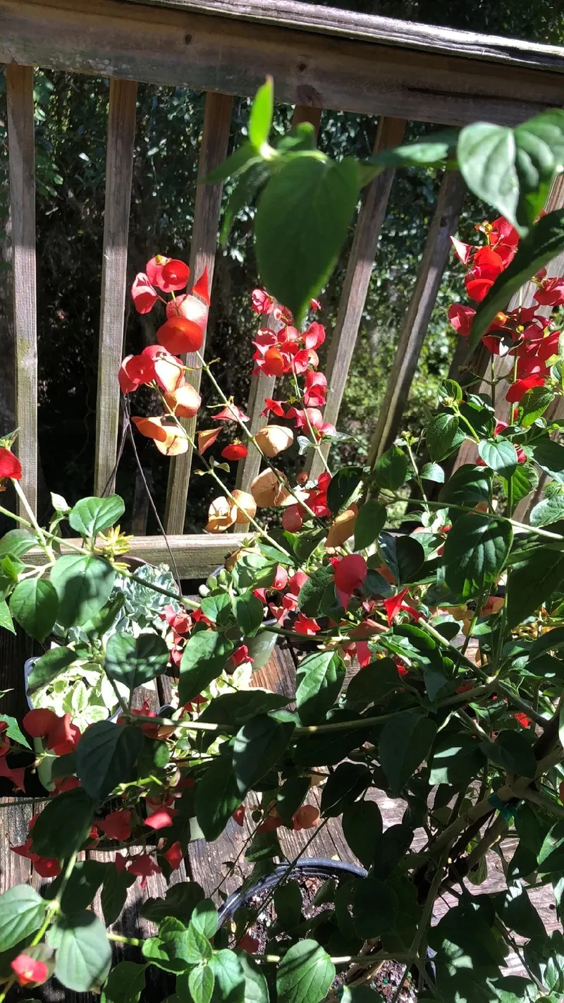 Discover the Charming Symbolism and Uses of the Chinese Hat Plant
