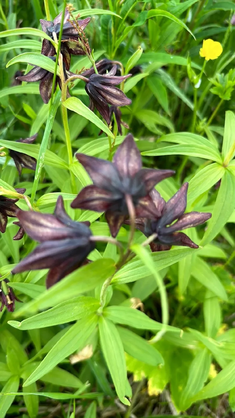 Discover the Symbolism and Beauty of the Chocolate Lily Flower