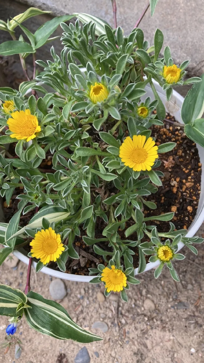 海辺に咲く『パレニス・マリティマ』の花言葉とその魅力