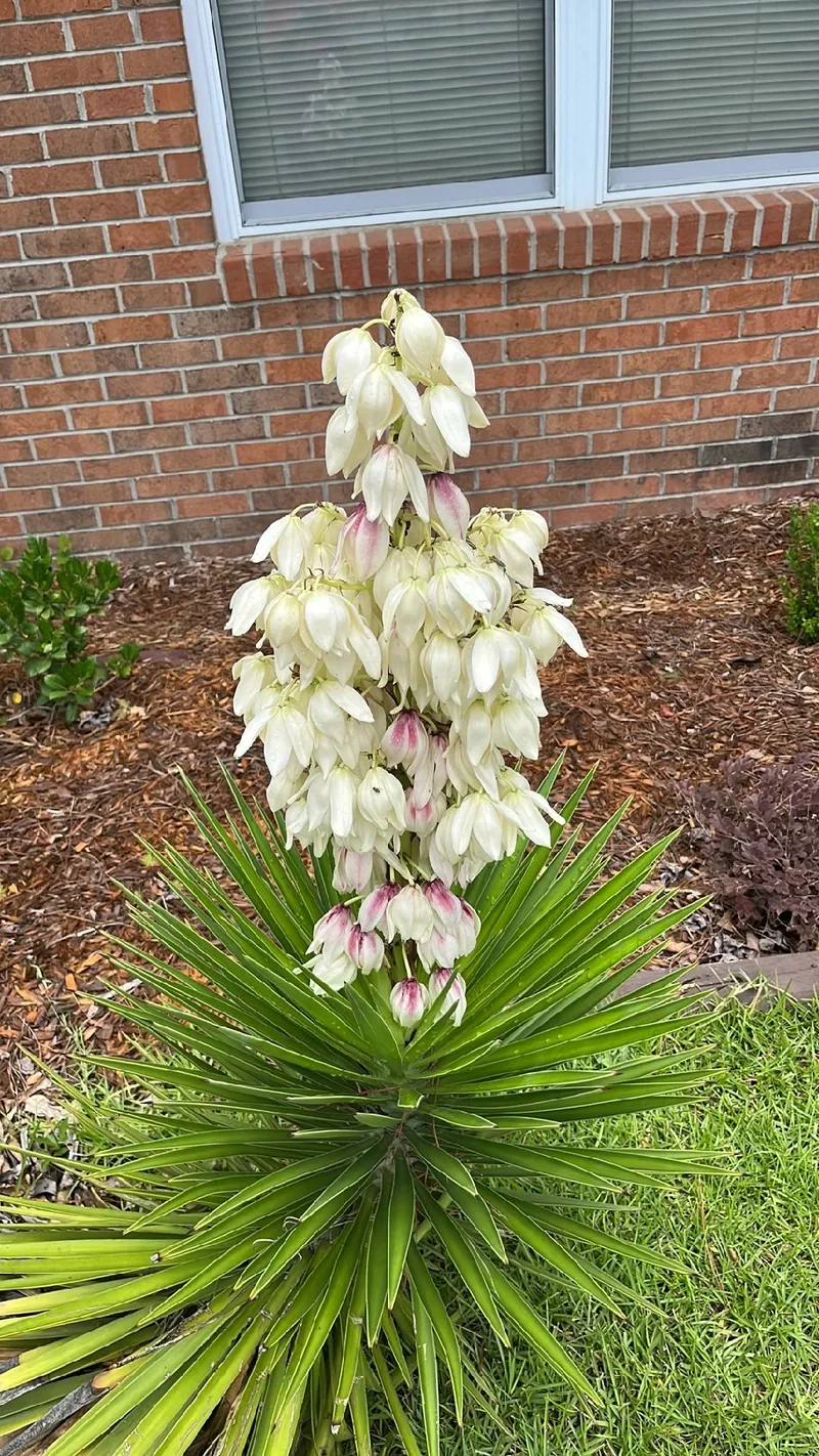 Discover the Vibrant Symbolism and Uses of Aloe Yucca Flowers