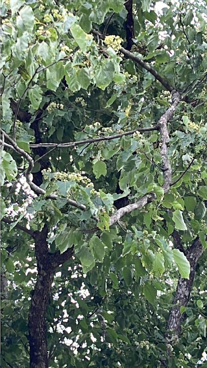 The Language and Significance of the Japanese Raisin Tree Flower