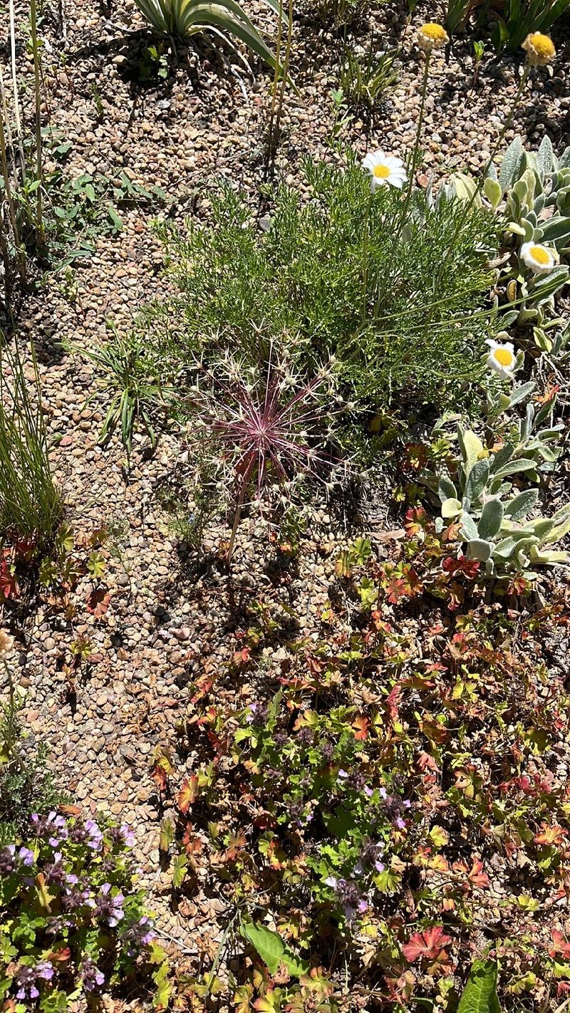 Discover the Mystical Allure and Symbolism of the Century Plant Flower