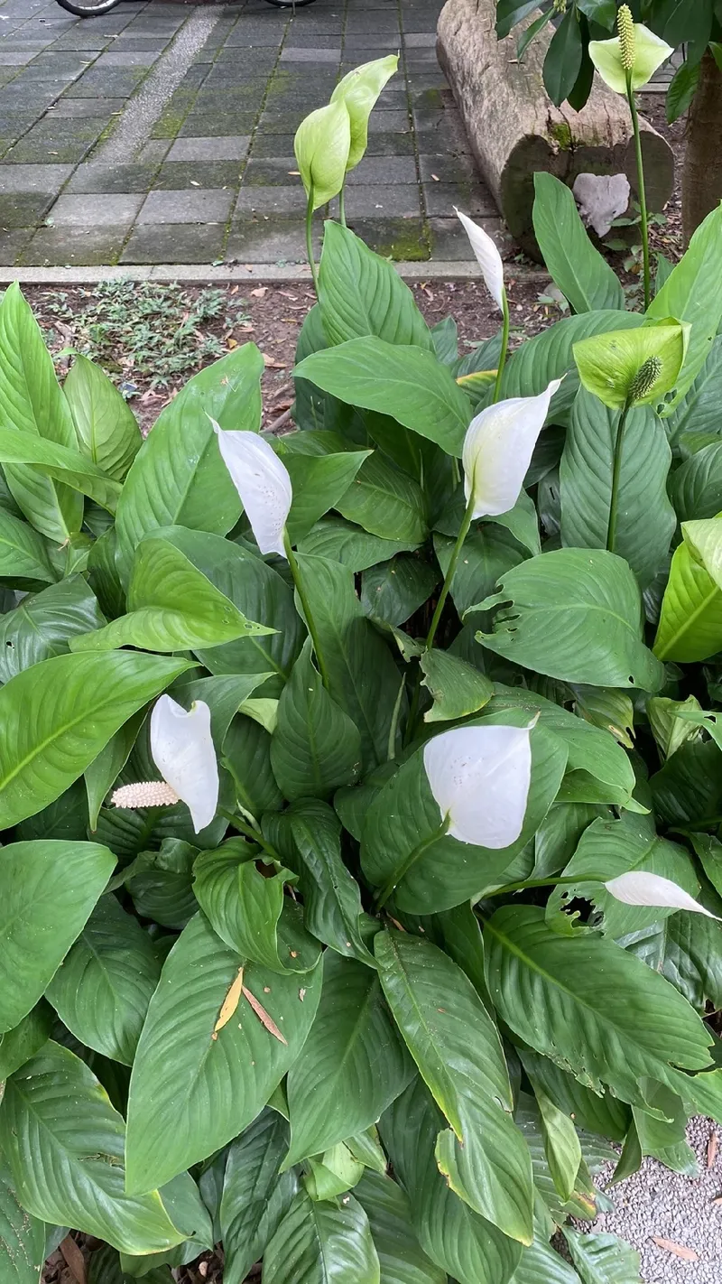 Exploring the Language and Meaning of the Peace Lily: Elegance and  Tranquility