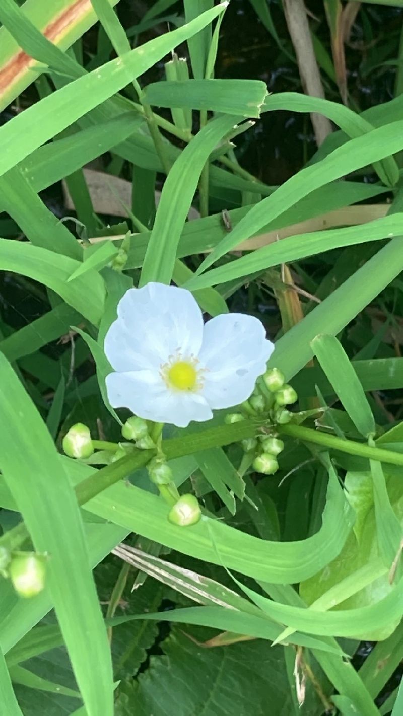 Exploring the Meaning and Symbolism of the Spade-leaf Sword Flower