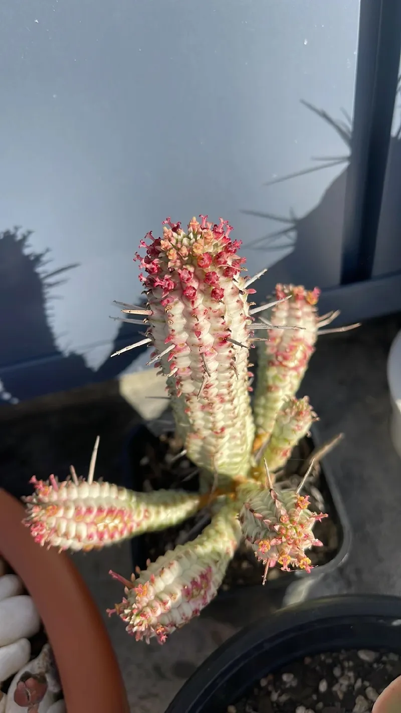 Unveiling the Allure and Symbolism of the Cholla Cactus Flower