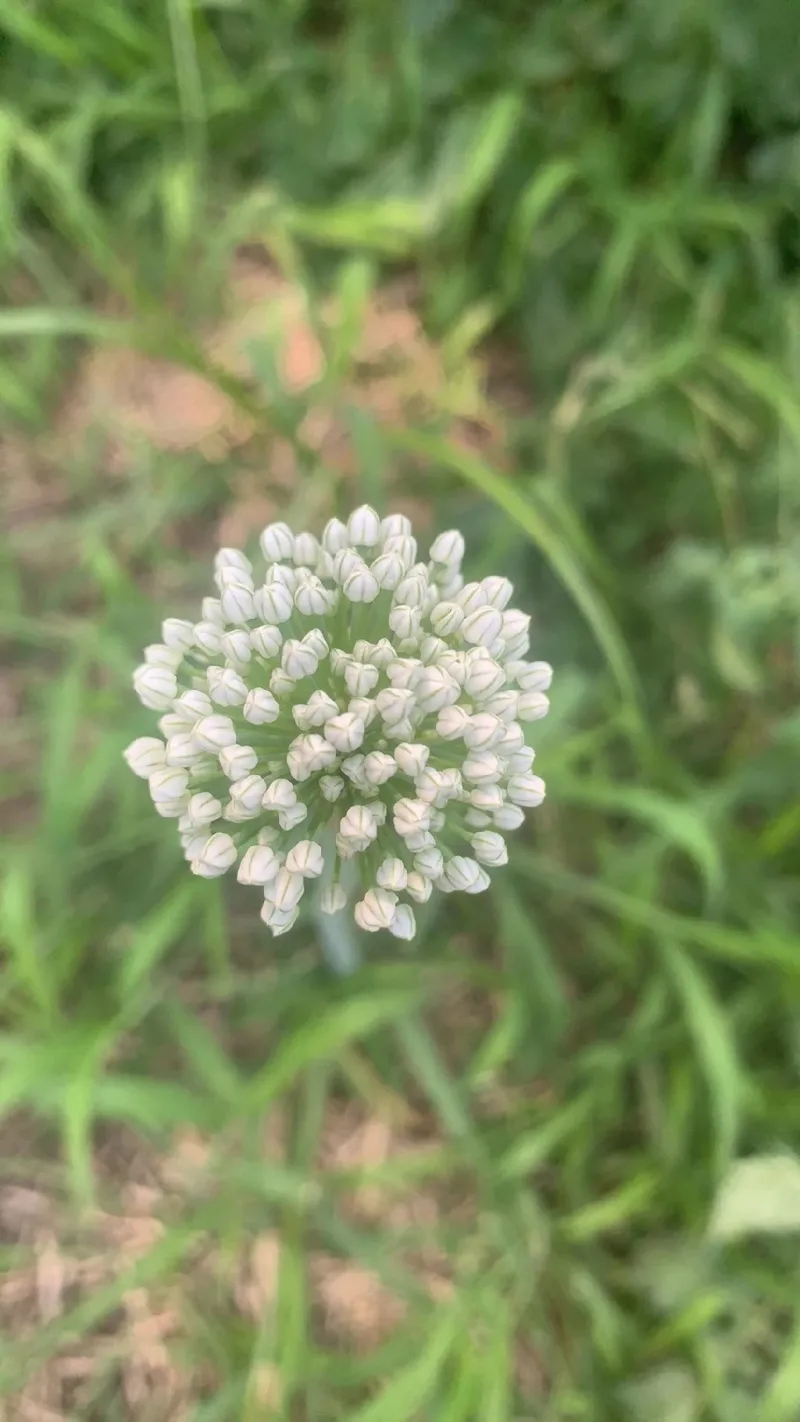 玉ねぎ 花 言葉