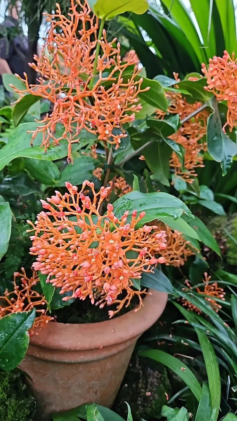 サンゴアブラギリ（珊瑚油桐）の花言葉とその歴史：魅力的な花の世界へ