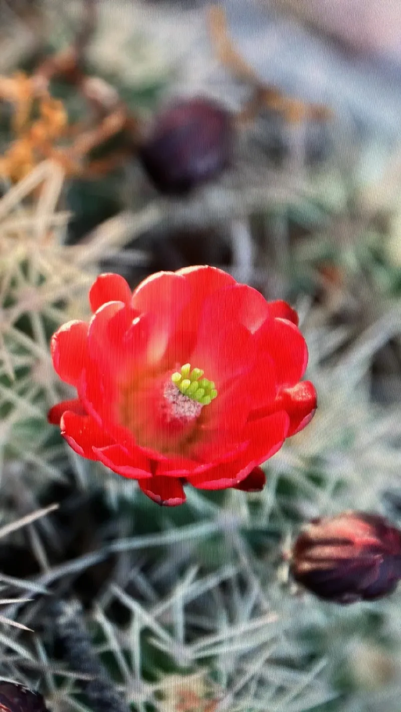 The Enchanting Kingcup Cactus: History, Symbolism, and Uses