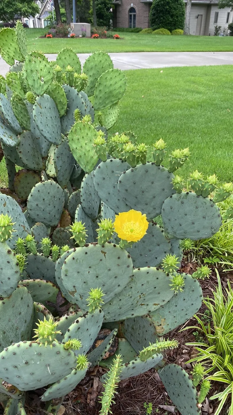 The Meaning and Symbolism of Prickly Pear Flowers: A Unique Botanical Tale