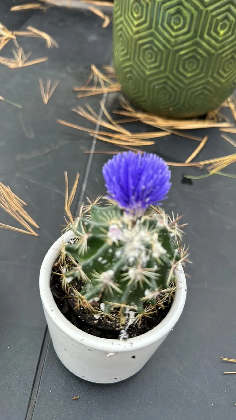 El Significado y la Historia de la Fascinante Cactus Estrella