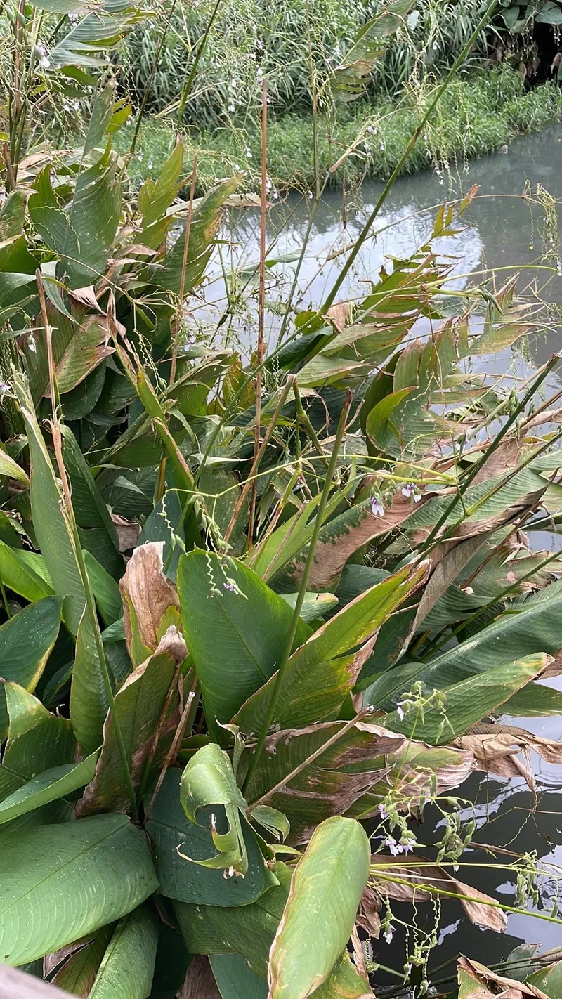 Exploring the Symbolism and Beauty of the Bent Alligator-flag