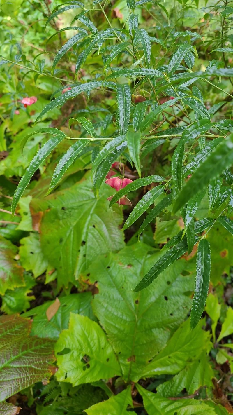 The Enigmatic Beauty of the Five-horned Spindleberry Flower Language